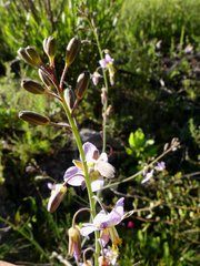 Heliophila cornuta squamata
