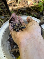 Plethodon glutinosus