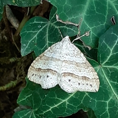 Perizoma parallelolineatum