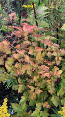 Physocarpus opulifolius