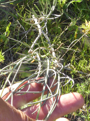 Heliophila cornuta squamata