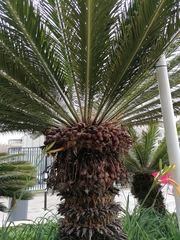 Cycas revoluta