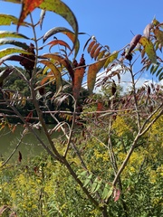 Rhus glabra
