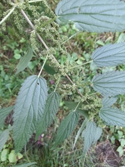 Urtica gracilis