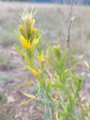 Euthamia occidentalis