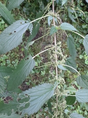 Urtica gracilis