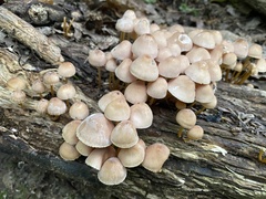 Mycena renati