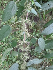 Urtica gracilis