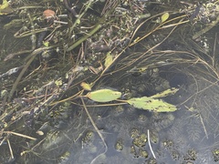 Potamogeton nodosus
