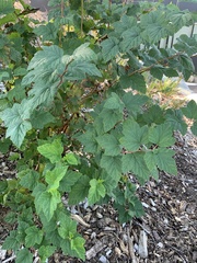 Physocarpus capitatus