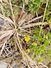 Oxalis perennans
