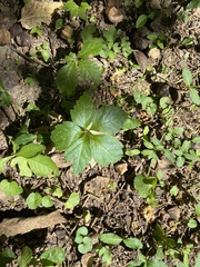 Parthenocissus inserta