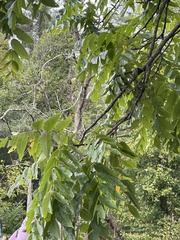 Juglans nigra