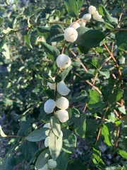 Symphoricarpos mollis