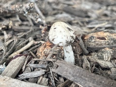 Pseudosperma sororium