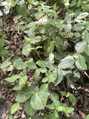 Euonymus fortunei