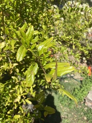 Punica