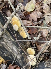 Tapinella panuoides