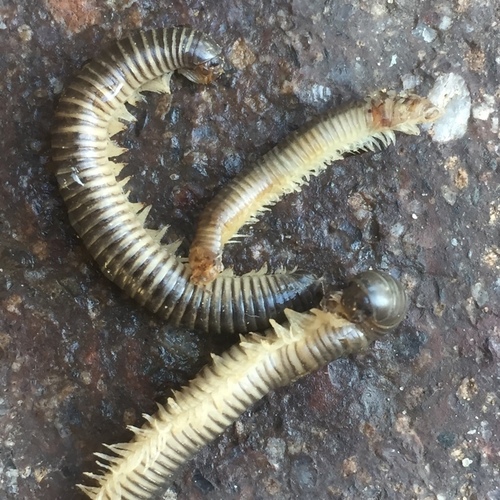 Ommatoiulus oxypygus