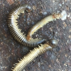 Ommatoiulus oxypygus