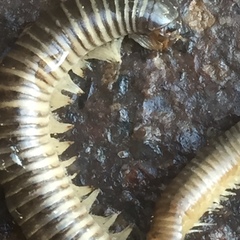 Ommatoiulus oxypygus