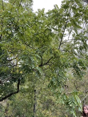 Juglans nigra