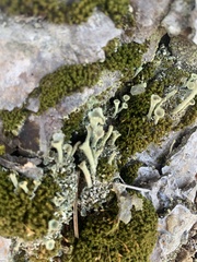Cladonia fimbriata