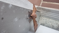 Daphnusa ocellaris