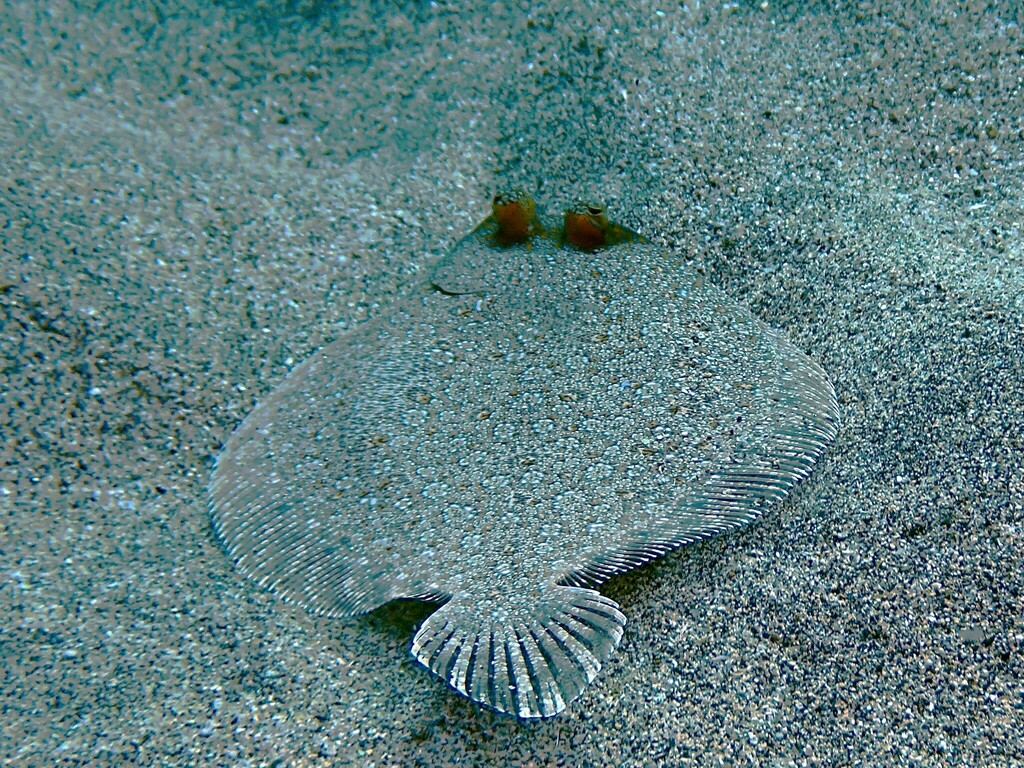 Wideeyed Flounder from Ilha de Santa Maria, 9580, Portugal on
