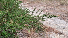 Ceanothus dentatus