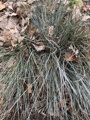 Festuca