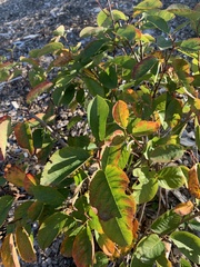 Amelanchier