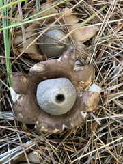 Geastrum triplex