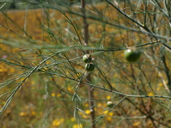 Asparagus officinalis