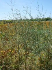 Asparagus officinalis