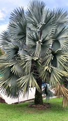 Bismarckia
