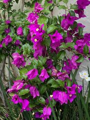 Bougainvillea