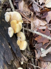 Tapinella panuoides