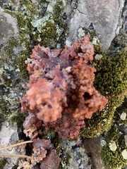 Phlebia radiata