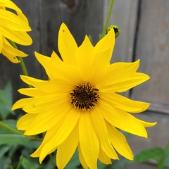 Helianthus grosseserratus