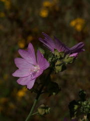 Malva alcea