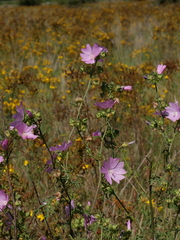 Malva alcea