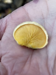 Tapinella panuoides