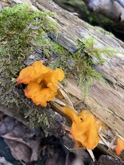 Tremella mesenterica