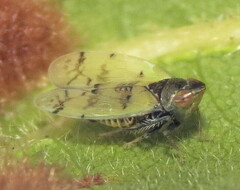 Japananus hyalinus