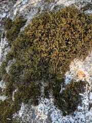 Racomitrium aciculare