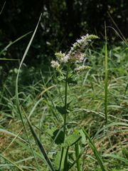 Mentha suaveolens