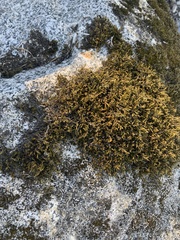 Racomitrium aciculare