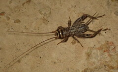 Eumodicogryllus bordigalensis