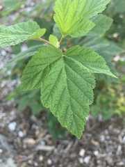 Physocarpus capitatus